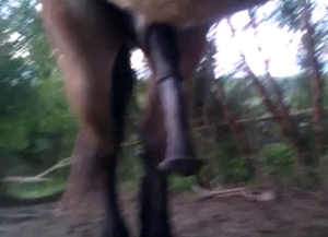 Horse gets a large erection because he wants to fuck