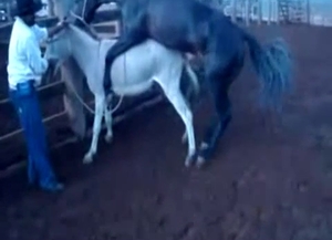 Hard fucking for a mule by a muscular stallion