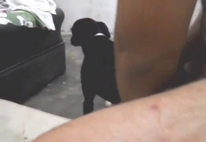 Tiny black puppy is plowed hard from behind
