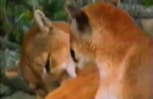Pair of amazing pumas are having fuck session in the forest