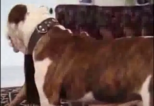 Cute doggy eating her cunt in bedroom