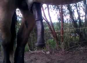 Horse gets a large erection because he wants to fuck