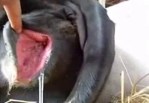 The asshole of this animal is totally exposed