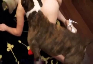 This tight crack gets utterly dominated by a horny hound