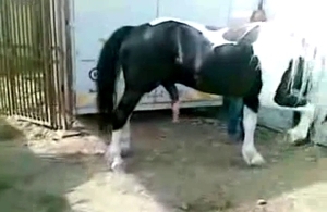This handsome stallion really loves having bestial sex for fun