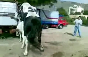 This handsome stallion really loves having bestial sex for fun