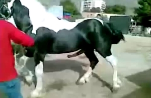 This handsome stallion really loves having bestial sex for fun