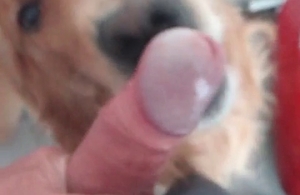 This lovely doggy is attempting to suck a cock