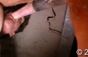 Horse has a big dick that is out of this world