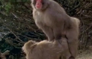 Two monkeys fucking outdoors