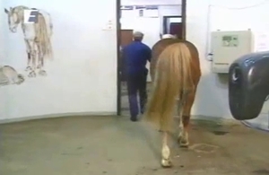 This horse is a pretty dumb one