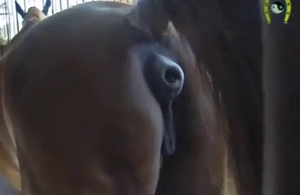 Staring at this horse's perfect cunt