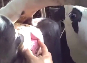 Cow gets fingered and it's an impressive scene