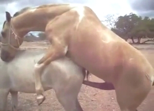 Horse fuck scene with a stallion taking that hoe