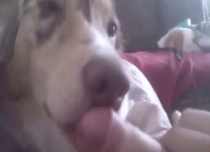 Sexy animal cannot wait to suck on his penis