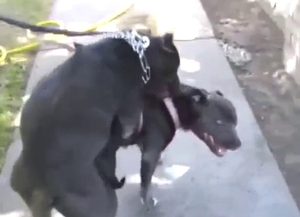 Impressive outdoor dog fuck with two crazies