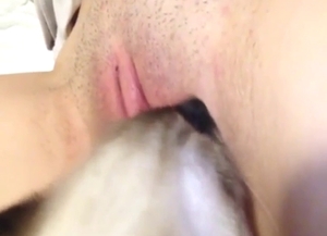 Close-up cute cat licking shaved pussy harder