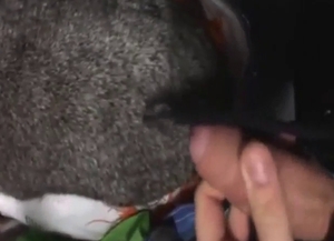 Bunny fucking session with a well-hung zoophile