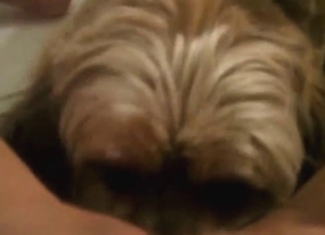 Bathroom seduction with a sexy dog licking vag