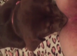 Puppy worships that female crotch, it's musky