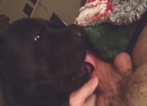 Hairy cock dude is going to have his dick licked