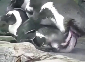 Penguin fuck scene with plenty of real passion