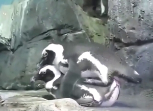 Penguin fuck scene with plenty of real passion