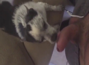 First-ever fuck with a sexy dog taking hot dong