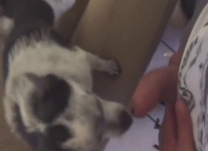 First-ever fuck with a sexy dog taking hot dong