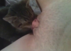 Kitty lick with a good-looking animal, so thirsty