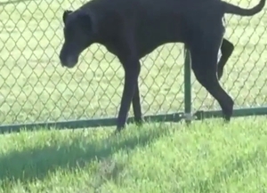 Bosnian dog with a hard cock is pissing all over
