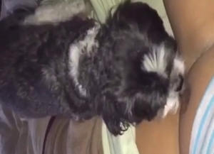 Dog is going to worship that pussy big time